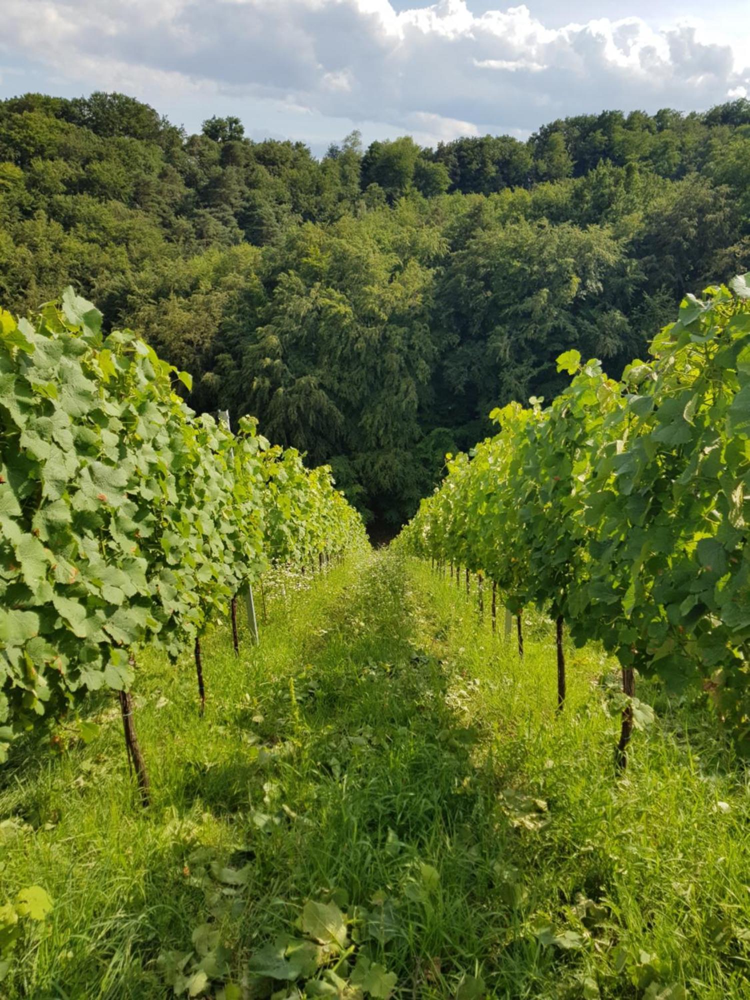 Villa Wine House Kaloh à Maribor Extérieur photo
