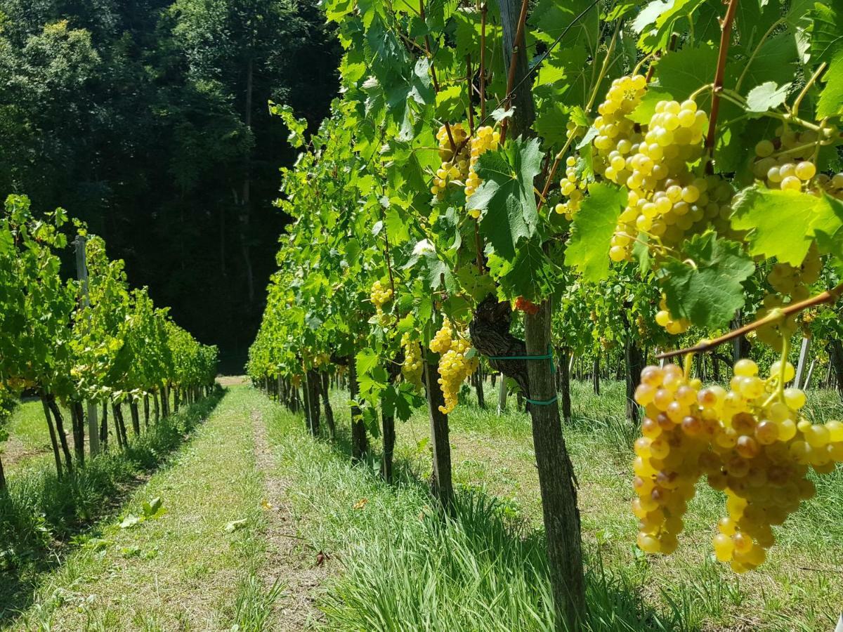 Villa Wine House Kaloh à Maribor Extérieur photo